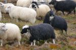 PICTURES/Sheep, Sheep & More Sheep/t_Sheep41.JPG